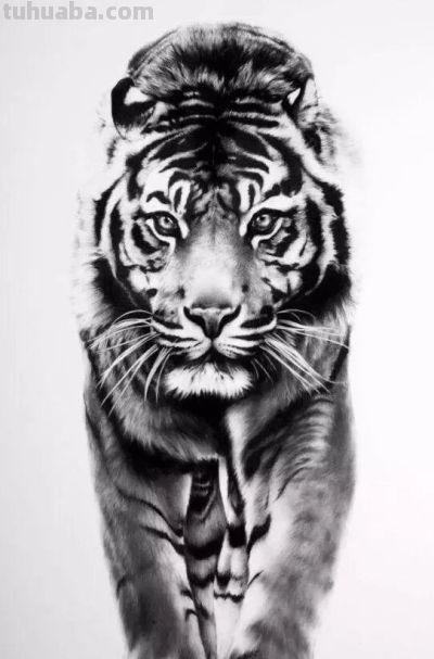让你震撼的素描，狮子、老虎、小猫！ - 图画吧TUHUABA