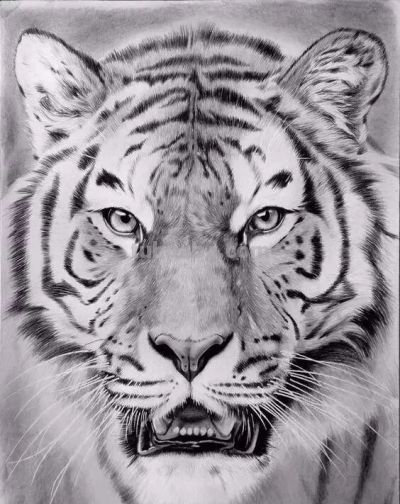 让你震撼的素描，狮子、老虎、小猫！ - 图画吧TUHUABA