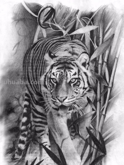 让你震撼的素描，狮子、老虎、小猫！ - 图画吧TUHUABA