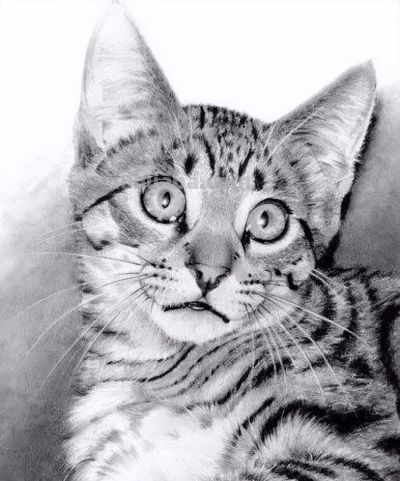 让你震撼的素描，狮子、老虎、小猫！ - 图画吧TUHUABA