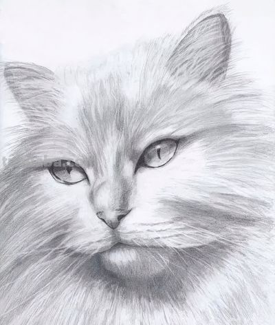 让你震撼的素描，狮子、老虎、小猫！ - 图画吧TUHUABA