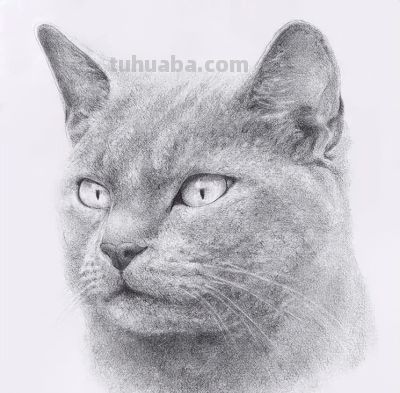 让你震撼的素描，狮子、老虎、小猫！ - 图画吧TUHUABA