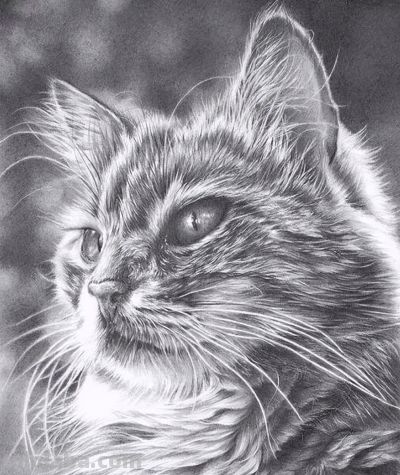 让你震撼的素描，狮子、老虎、小猫！ - 图画吧TUHUABA