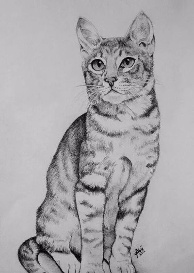 让你震撼的素描，狮子、老虎、小猫！ - 图画吧TUHUABA