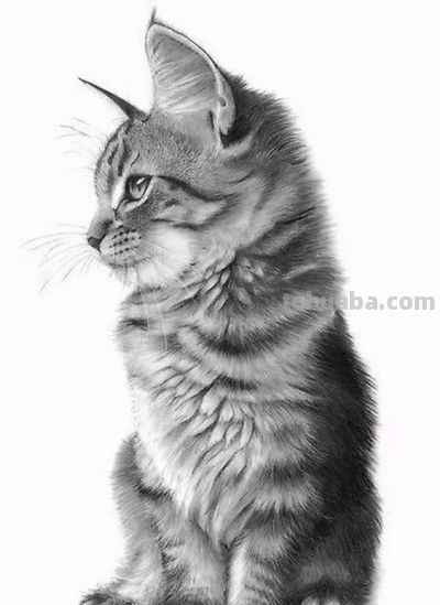 让你震撼的素描，狮子、老虎、小猫！ - 图画吧TUHUABA