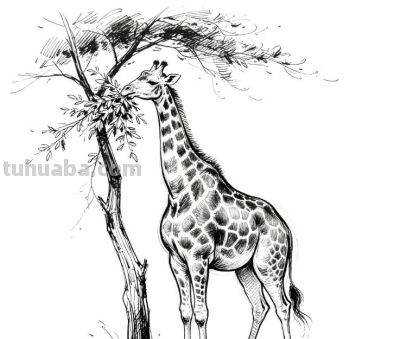 素描集丨瑞兽萌宠 生灵共生 - 图画吧TUHUABA