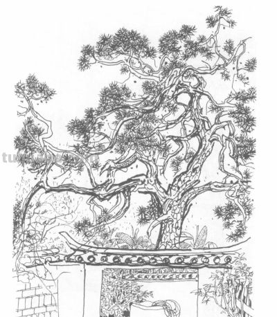 吴冠中速写赏析，每一幅都是艺术品 - 图画吧TUHUABA