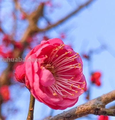 梅花拍照别乱拍!掌握3个技巧,拍出娇艳欲滴的氛围感大片 - 今日头条 梅花拍照别乱拍!掌握3个技巧,拍出娇艳欲滴的氛围感大片 - 图画吧TUHUABA
