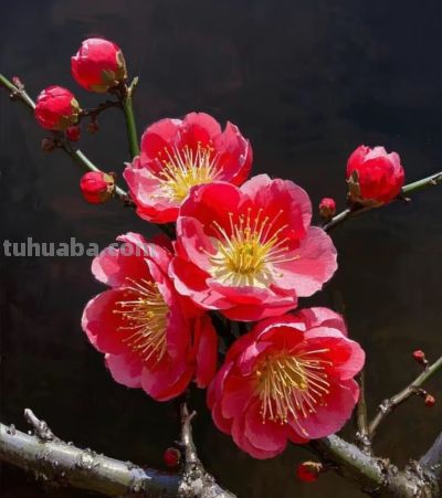 梅花拍照别乱拍!掌握3个技巧,拍出娇艳欲滴的氛围感大片 - 今日头条 梅花拍照别乱拍!掌握3个技巧,拍出娇艳欲滴的氛围感大片 - 图画吧TUHUABA