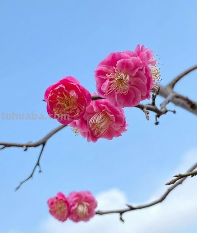 梅花拍照别乱拍!掌握3个技巧,拍出娇艳欲滴的氛围感大片 - 今日头条 梅花拍照别乱拍!掌握3个技巧,拍出娇艳欲滴的氛围感大片 - 图画吧TUHUABA