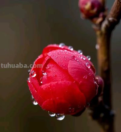 梅花拍照别乱拍!掌握3个技巧,拍出娇艳欲滴的氛围感大片 - 今日头条 梅花拍照别乱拍!掌握3个技巧,拍出娇艳欲滴的氛围感大片 - 图画吧TUHUABA