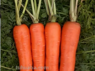 能种更会种——适宜家庭种植的胡萝卜品种推荐 - 图画吧TUHUABA