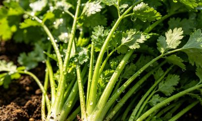 小苏打巧用种香菜：出苗齐、长势壮，家庭种植实用方法 - 今日头条