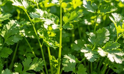 小苏打巧用种香菜：出苗齐、长势壮，家庭种植实用方法 - 图画吧TUHUABA