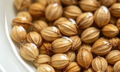 小苏打巧用种香菜：出苗齐、长势壮，家庭种植实用方法 - 图画吧TUHUABA