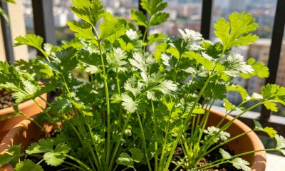 小苏打巧用种香菜：出苗齐、长势壮，家庭种植实用方法 - 图画吧TUHUABA