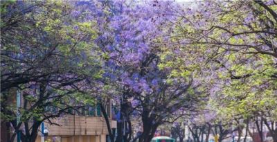 蓝花楹的花语是什么 - 今日头条 蓝花楹的花语是什么 - 图画吧TUHUABA
