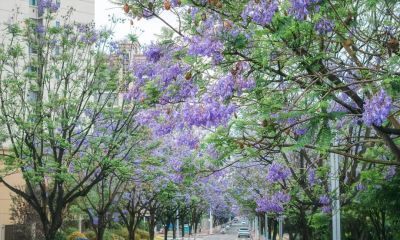 蓝花楹的花语是什么 - 今日头条