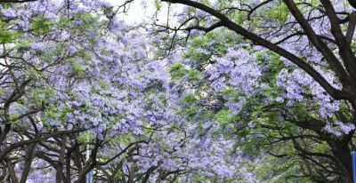 蓝花楹的花语是什么 - 今日头条 蓝花楹的花语是什么 - 图画吧TUHUABA