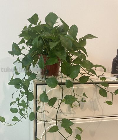 家里养绿萝别乱摆!老话说“青龙得水”,摆对养人还旺财 - 今日头条 家里养绿萝别乱摆!老话说“青龙得水”,摆对养人还旺财 - 图画吧TUHUABA