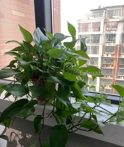 家里养绿萝别乱摆!老话说“青龙得水”,摆对养人还旺财 - 今日头条 家里养绿萝别乱摆!老话说“青龙得水”,摆对养人还旺财 - 图画吧TUHUABA