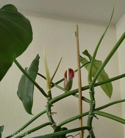 家人们，谁懂啊！二姐家的绿萝居然开花了，千年等一回啊 - 今日头条