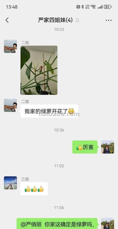 家人们,谁懂啊!二姐家的绿萝居然开花了,千年等一回啊 - 今日头条 家人们,谁懂啊!二姐家的绿萝居然开花了,千年等一回啊 - 图画吧TUHUABA