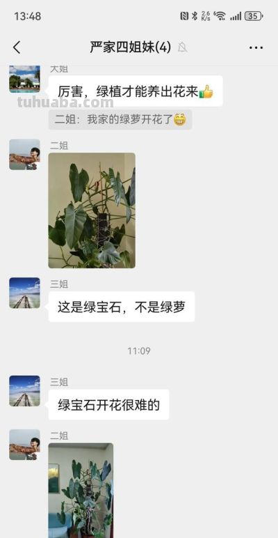 家人们,谁懂啊!二姐家的绿萝居然开花了,千年等一回啊 - 今日头条 家人们,谁懂啊!二姐家的绿萝居然开花了,千年等一回啊 - 图画吧TUHUABA