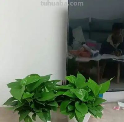 人人都在养绿萝,不光好养活,还有3大好处,看完你也想养一盆 - 今日头条 人人都在养绿萝,不光好养活,还有3大好处,看完你也想养一盆 - 图画吧TUHUABA