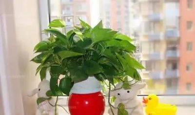人人都在养绿萝,不光好养活,还有3大好处,看完你也想养一盆 - 今日头条 人人都在养绿萝,不光好养活,还有3大好处,看完你也想养一盆 - 图画吧TUHUABA