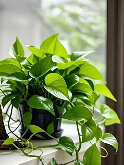 养绿萝别瞎忙!记住5个关键细节,新手也能养出瀑布级绿藤 - 今日头条 养绿萝别瞎忙!记住5个关键细节,新手也能养出瀑布级绿藤 - 图画吧TUHUABA