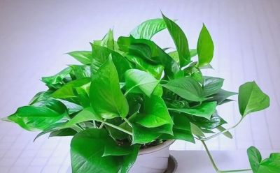 养绿萝别瞎忙!记住5个关键细节,新手也能养出瀑布级绿藤 - 今日头条 养绿萝别瞎忙!记住5个关键细节,新手也能养出瀑布级绿藤 - 图画吧TUHUABA