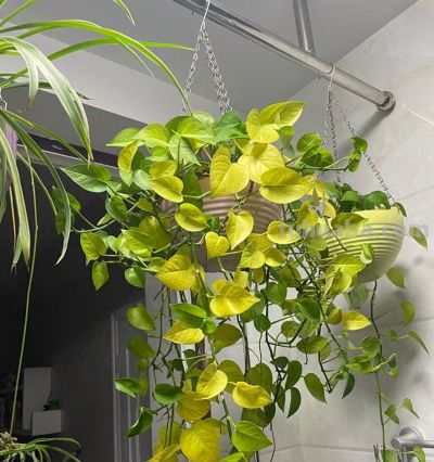 绿萝黄叶别扔！一勺自制肥水，7天冒新芽，藤蔓爬满墙 - 今日头条