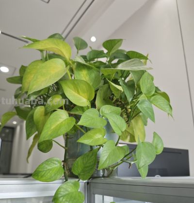 绿萝黄叶别扔!一勺自制肥水,7天冒新芽,藤蔓爬满墙 - 今日头条 绿萝黄叶别扔!一勺自制肥水,7天冒新芽,藤蔓爬满墙 - 图画吧TUHUABA