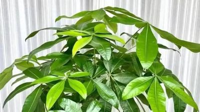 春天发财树徒长?原因+改善+预防,新手零踩坑实操攻略 - 今日头条 春天发财树徒长?原因+改善+预防,新手零踩坑实操攻略 - 图画吧TUHUABA
