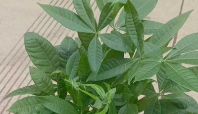 春天发财树徒长?原因+改善+预防,新手零踩坑实操攻略 - 今日头条 春天发财树徒长?原因+改善+预防,新手零踩坑实操攻略 - 图画吧TUHUABA