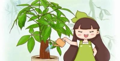 家里养发财树总黄叶?学会这3点,一年四季绿油油爆盆 - 今日头条 家里养发财树总黄叶?学会这3点,一年四季绿油油爆盆 - 图画吧TUHUABA