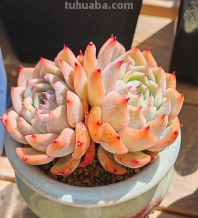她家的多肉养的太好了!看完网友都想问秘诀。 - 今日头条 她家的多肉养的太好了!看完网友都想问秘诀。 - 图画吧TUHUABA