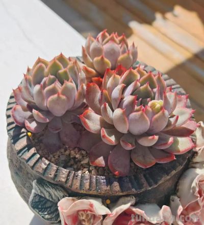 她家的多肉养的太好了!看完网友都想问秘诀。 - 今日头条 她家的多肉养的太好了!看完网友都想问秘诀。 - 图画吧TUHUABA