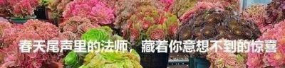 她家的多肉养的太好了!看完网友都想问秘诀。 - 今日头条 她家的多肉养的太好了!看完网友都想问秘诀。 - 图画吧TUHUABA