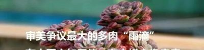 她家的多肉养的太好了!看完网友都想问秘诀。 - 今日头条 她家的多肉养的太好了!看完网友都想问秘诀。 - 图画吧TUHUABA