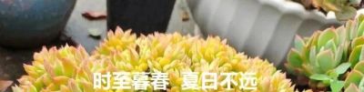 她家的多肉养的太好了!看完网友都想问秘诀。 - 今日头条 她家的多肉养的太好了!看完网友都想问秘诀。 - 图画吧TUHUABA