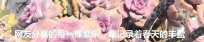 她家的多肉养的太好了!看完网友都想问秘诀。 - 今日头条 她家的多肉养的太好了!看完网友都想问秘诀。 - 图画吧TUHUABA