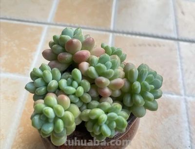 多肉已被强行拉入“黑名单”。原因有4点,花友们别再养了 - 今日头条 多肉已被强行拉入“黑名单”。原因有4点,花友们别再养了 - 图画吧TUHUABA
