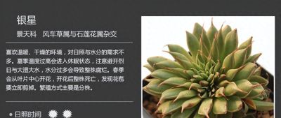 多肉的品种（景天科6） - 今日头条