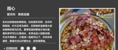 多肉的品种（景天科6） - 图画吧TUHUABA