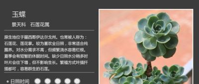 多肉的品种（景天科6） - 图画吧TUHUABA