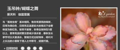 多肉的品种（景天科6） - 图画吧TUHUABA