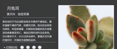 多肉的品种（景天科6） - 图画吧TUHUABA