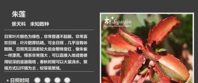 多肉的品种（景天科6） - 图画吧TUHUABA